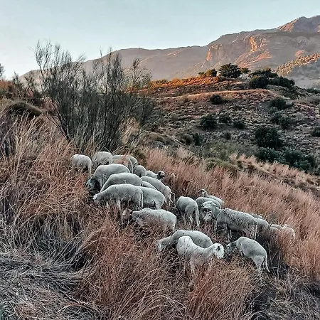 Mulo Arriba
