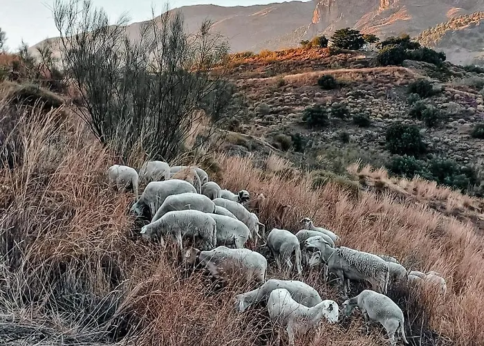 Mulo Arriba
